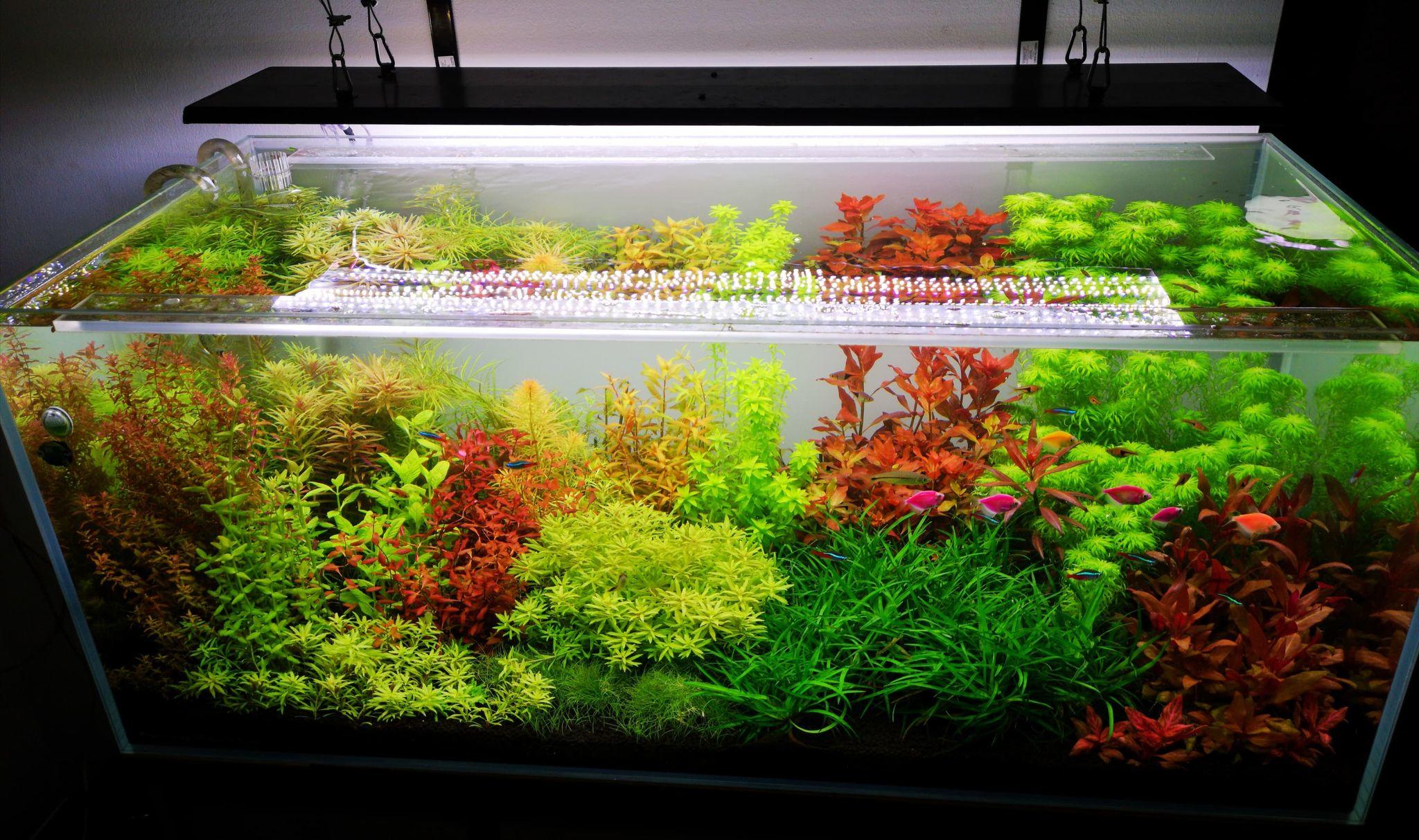 acvariu plantat lumina LED acvariu plantat lumina LED
